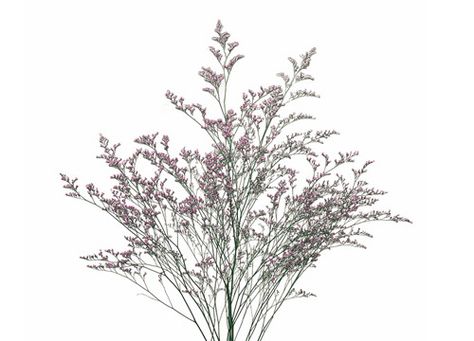 Common Name: Misty Blue/Caspia Genus: Limonium Veronicastrum Virginicum, Flower Decor Ideas, Wedding Flower Decor, Filler Flowers, Flower Identification, Arch Flowers, Garden Spring, David Austin Roses, Water Hyacinth