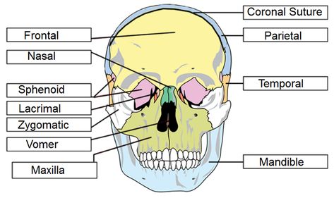 Skull Labeling Skull Labeling Worksheet, Anatomy Skull Labeling, Skull Labeled Anatomy, Skull Labeled, Radiography Student, Human Body Worksheets, Human Skeleton Anatomy, Basic Anatomy, Skull Anatomy