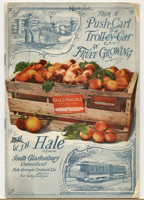 J.H.Hale Fruit Catalogs, 1897 Seed Packet Art, Vintage Typography Design, Vintage Seed Packets, Etiquette Vintage, Vintage Gardening, Seed Packaging, Seed Catalogs, Decoupage Vintage, Images Vintage