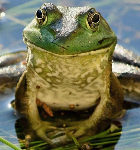 One Big Frog Frosch Illustration, Salamanders, Funny Frogs, Green Frog, A Frog, Frog And Toad, Reptiles And Amphibians, Cute Frogs, Animals Of The World