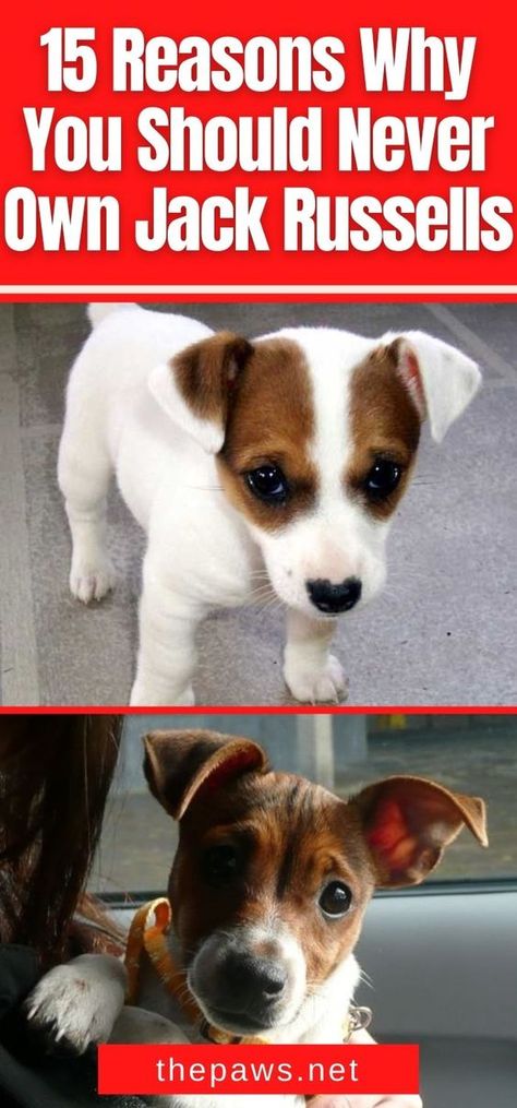 If you are planning to adopt a puppy, get any breed EXCEPT Jack Russells. Here are 15 reasons why you should never adopt such creatures. Mini Jack Russell, Jack Russell Terrier Funny, Jack Russell Funny, Small Dog Names, Jack Terrier, Adopt A Puppy, Best Dog Names, Jack Russell Terrier Puppies, Jack Russell Puppies