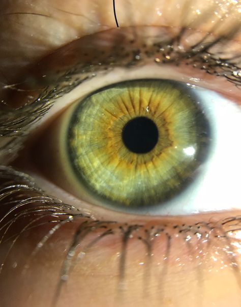 Pretty Green Eyes, Olive Green Eyes, Pretty Eyes Color, Yellow Green Eyes, Hazel Green Eyes, Beautiful Eyes Color, Eye Sight, Eye Of The Tiger, Photos Of Eyes