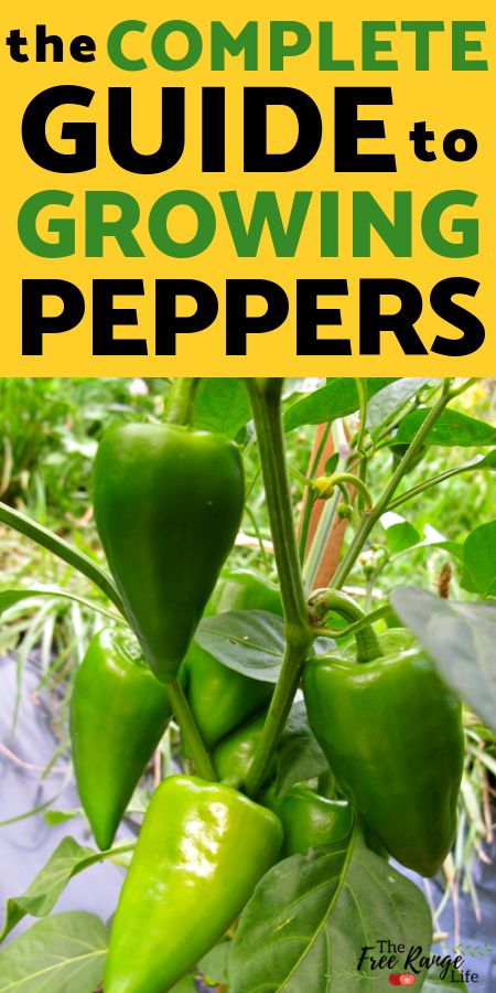 Growing Peppers In Garden, Peppers In Pots, Gardein Recipes, Growing Chillies, Grow Radishes, Growing Jalapenos, Peppers Growing, Garden Peppers, Growing Hot Pepper