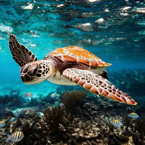 (1) Home / Twitter Turtles Swimming, A Turtle, Green Sea, Sea Turtles, In The Ocean, Sea Turtle, Turtles, The Ocean, Swimming