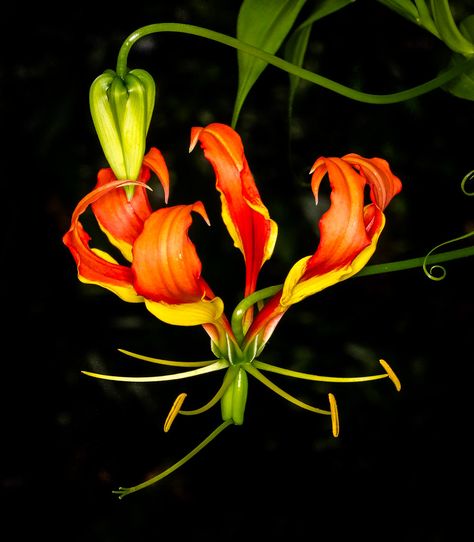 Flame Lily Fire Lily Drawing, Fire Lily Aesthetic, Flame Tree Flower, Flame Lily Flower, Flame Lily, Orange Lily Flower Aesthetic, Fire Lily, Vine Tattoo, Negative Painting