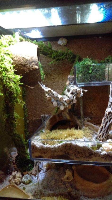 Crab Terrarium, Crab Enclosure, Land Crab, Hermit Crab Homes, Crab Habitat, Hermit Crab Habitat, Crab Tank, Diy Climbing Wall, Hermit Crab Tank