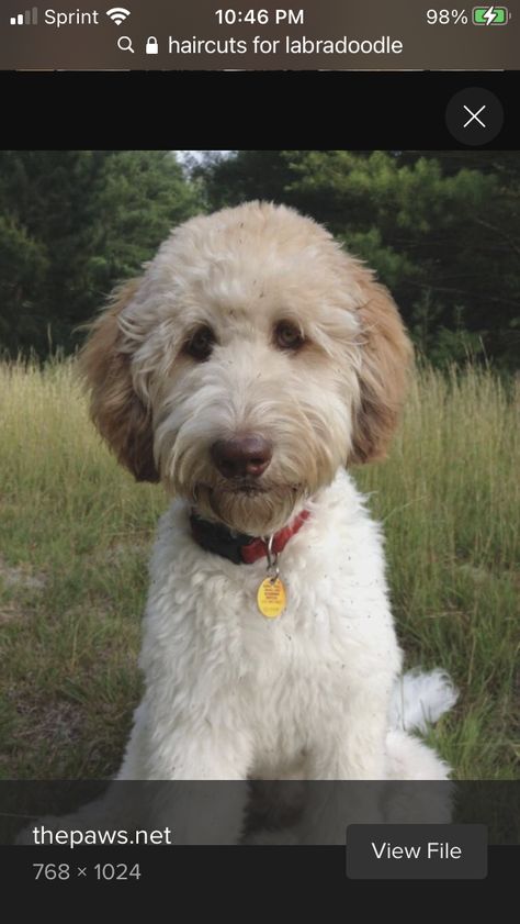 Labradoodle Haircut Style, Labradoodle Cuts, Labradoodle Haircut, Labradoodle Grooming, Lou Dog, Goldendoodle Haircuts, Goldendoodle Grooming, Puppy Haircut, Puppy Pics