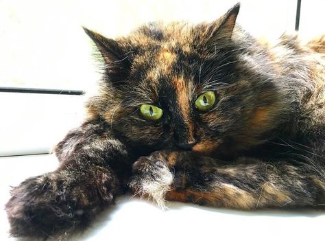 Grey Tortoiseshell Cat, Tortoiseshell Cat Names, Girl Cat Names, Tortoiseshell Cat, Dream's Cat, Tortoise Shell Cat, Animal Projects, Calico Cat, Cat Names