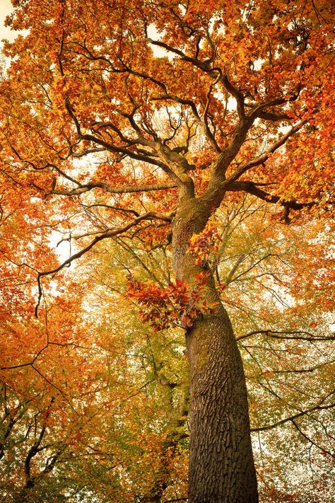 Autumn oak tree in the forest. Germany , #Affiliate, #oak, #Autumn, #tree, #Germany, #forest #ad Fall Scenes, Oak Trees, Orange Leaf, Simple Graphic, Tree Forest, Tree Tattoo, Photo Tree, Graphic Design Software, Tree Leaves