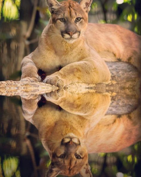 Puma Animal, Serval Kitten, Dog Rap, Ocala National Forest, Florida Panther, Forest And Wildlife, Big Cats Art, Mountain Lion, Cute Wild Animals