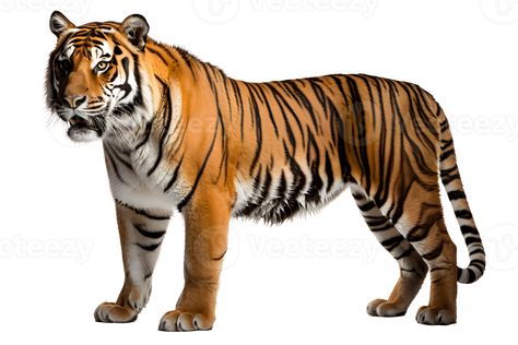 wild tiger side view isolated on transparent background ,tiger cut out ,generative ai Tiger Side View, Big Tiger, Tiger Pictures, Wild Tiger, Girls Cartoon, Girls Cartoon Art, Art References, Side View, Cartoon Art