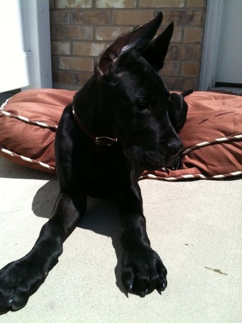 Great Dane Puppy! He was so tiny! Doberman Great Dane Cross, Black Grate Dane, Great Dane Guard Dog, Great Dane Dogs Black, Grate Dane Dogs, Great Dane Puppy Black, Black Great Dane Puppy, Great Dane Lab Mix, Great Dane Black