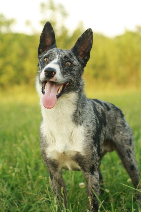 Australian Koolie, Australian Dog Breeds, Koolie Dog, Unique Dog Breeds, Rare Dog Breeds, Dog Breeds List, Disabled Dog, Australian Kelpie, Cattle Dogs