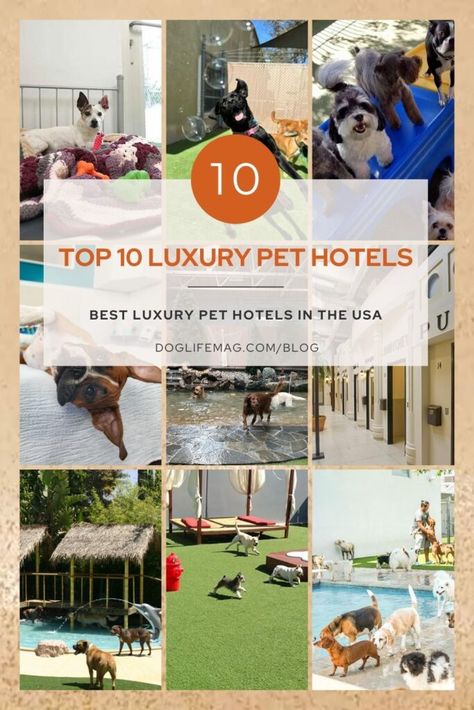 Top-10-Luxury-Pet-Hotels-Pin - doglifemag.com Dog Hotel Ideas Pet Resort, Luxury Dog Boarding, Dog Resort, Dog Friendly Vacation, Dog Hotel, Pet Resort, Pet Hotel, Pet Boarding, Pet Friendly Hotels