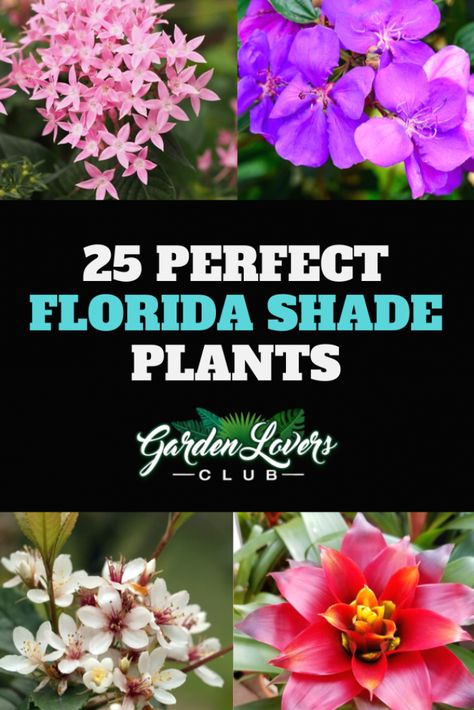 Florida Shade Plants, Florida Plants Landscaping, Florida Flowers, Plants That Attract Butterflies, Florida Native Plants, Florida Landscaping, Beautiful Florida, Florida Plants, Florida Gardening