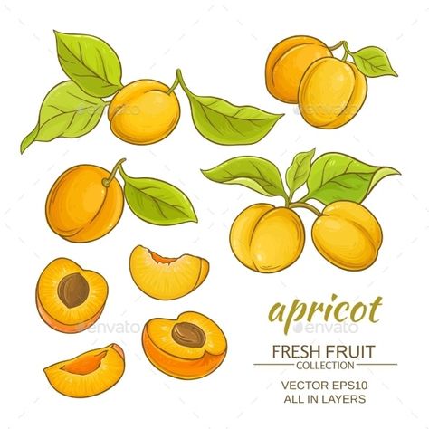 Fruits Colouring, Drawings Ideas For Kids, Fruits Vector, Fruit Doodle, Wine Course, Gouache Tutorial, Apricot Recipes, Apricot Fruit, Tropical Illustration