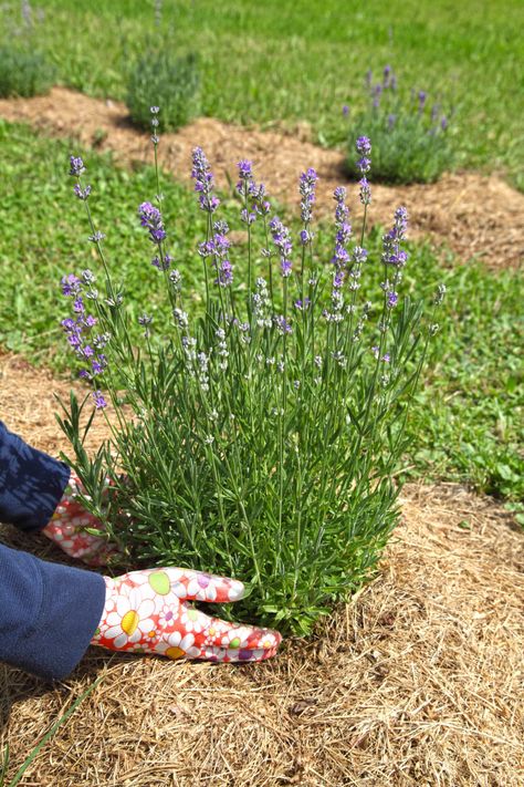 How to Plant a Lavender Hedge (& 12 Reasons Why You Should) How To Propagate Lavender, Lavender Hedge, Lavender Varieties, Long Flowers, Lavender Plant, Flower Spike, Top Soil, Drought Tolerant Plants, Evergreen Shrubs