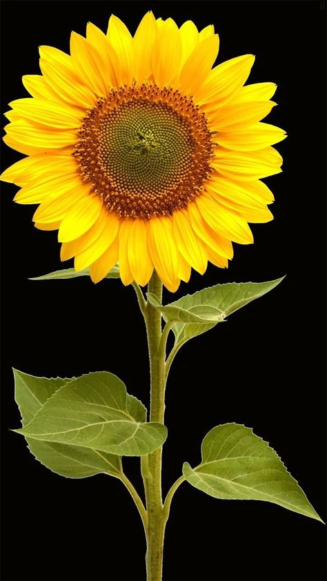 Sunflowers Photography, Pretty Flowers Photography, Black Background Painting, Sunflower Leaves, Sunflower Images, Flower Sketch, Sunflower Photo, Sunflower Pictures, Different Types Of Flowers