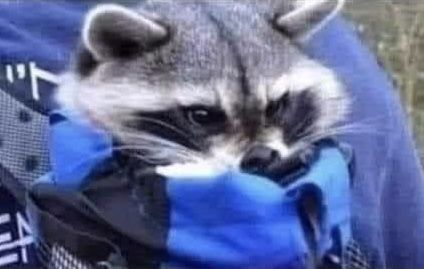 Racoon Reaction Pic, Silly Raccoon Pics, Raccoon Dressed Up, Raccoon Reaction Pic, Matching Raccoon Pfps, Racoon Pfp, Blonde Raccoon, Angry Raccoon, Raccoon Pfp