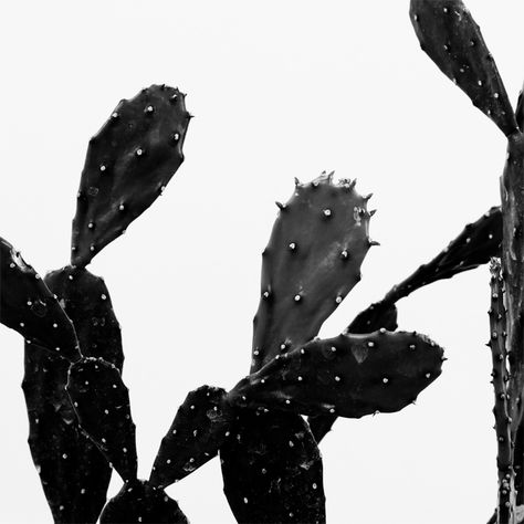 Chinese Money Plant, Plants Are Friends, Desert Life, Black And White Photograph, Cactus Art, Cactus Y Suculentas, Cacti And Succulents, Plant Life, Black Aesthetic