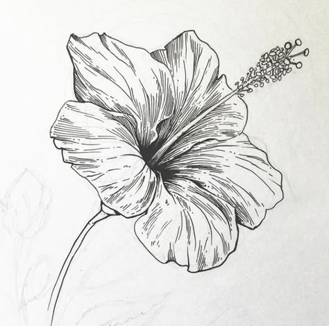 Hibiscus Flower Sketch, Fineliner Art Simple, Fine Line Drawings, A Flower Drawing, Hibiscus Drawing, Hibiscus Flower Drawing, People Drinking Coffee, Flower Tattoo Ideas, Fineliner Art