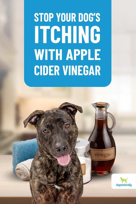 Apple Cider Vinegar Uses For Dogs, Apple Cider Vinegar For Fleas Dogs, Natural Remedy For Itchy Dog, What Can I Do For My Dogs Itchy Skin, Natural Remedy For Dogs Itching, Apple Cider Vinegar Flea Spray, Acv For Dogs Skin, How To Treat Dogs Itchy Skin, Vinegar Spray For Dogs