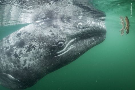 Leopard Seal, Ford Pinto, Salt Water Fishing, Gray Whale, African Wild Dog, Wildlife Photographer, Science Photos, Game Reserve, Under Water