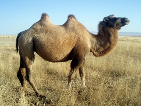 Wild Bactrian Camel | NatureRules1 Wiki | Fandom Bactrian Camel, Plant Species, Endangered Species, Central Asia, Mongolia, Wild West, The Wild, Camel, Google Search