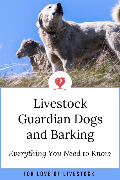 Do livestock guardian dog breeds bark excessively? Here is everything you need to know about why your dogs bark, when you need your dogs to bark, and what you can do about barking if it becomes a problem. Whether you have a breed that barks a lot, like Great Pyrenees, Anatolian Shepherds, and Kangals, or a breed that barks less, like Spanish Mastiffs and Polish Tatras, you can can work with your dogs to get them barking only at the right things and at the right time! #livestockguardiandog Livestock Guardian Dog Breeds, Ranch Animals, Spanish Mastiff, Puppy Training Schedule, Guardian Dog, Raising Farm Animals, Livestock Guardian Dog, Livestock Guardian, Great Pyrenees Dog