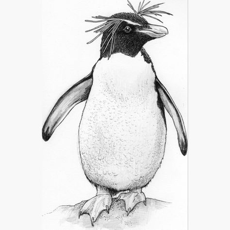 To celebrate, we want to share the first look at a new design we have in the works - the rockhopper penguin. With this range we will be donating 10% of sales to support the work of Royal Zoological Society of Scotland (RZSS). We also have a new penguin quiz on our Instagram stories, enjoy! 🐧 Drawings Of Penguins, Rockhopper Penguin Tattoo, Penguin Drawing Tattoo, Cool Penguin Drawing, Penguin Drawing Realistic, Penguin Sketch Pencil, Rockhopper Penguin Drawing, African Penguin Drawing, Penguin Outline