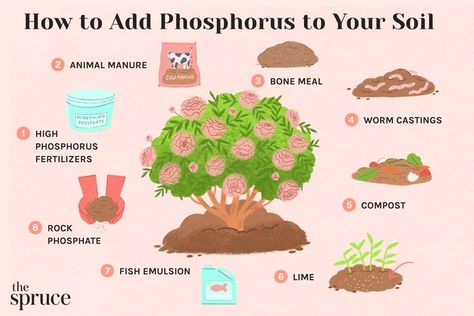 Phosphorus Fertilizer Diy, Add Phosphorus To Soil, Pioneer Skills, Natural Plant Fertilizer, Soil Fertilizer, Gardening Basics, Diy Fertilizer, Sustainable Homestead, Food Forest Garden