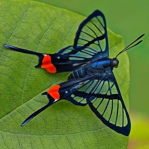 Butterfly Chrysalis, Dragonfly Images, Butterfly Sketch, Cool Insects, Wild Animals Photos, Beautiful Butterfly Photography, Insect Photography, Butterfly Art Painting, Butterfly Species