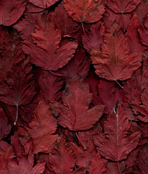 55685.01 Physocarpus opulifollius 'Monlo' | Flickr - Photo Sharing! Maroon Aesthetic, Burgundy Aesthetic, Gryffindor Aesthetic, Dark Autumn, Red Leaves, Aesthetic Colors, Red Aesthetic, Pantone Color, Shades Of Red