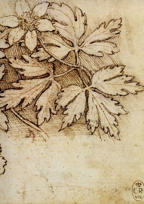 Leonardo Da Vinci Dibujos, Caltha Palustris, Botanical Prints Decor, Anemone Nemorosa, Marsh Marigold, Wood Anemone, Master Drawing, Albrecht Durer, Leaf Drawing