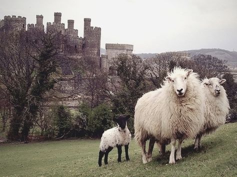 Irish castle and sheep Irish Castles, Sheep Breeds, Famous Castles, Counting Sheep, Irish Eyes, Sheep And Lamb, Irish Heritage, Irish Blessing, A Castle