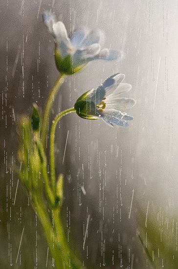 Flowers receiving a nice shower. Thank you, so pretty! D♥ Flowers In The Rain, I Love Rain, Drops Of Water, Love Rain, Spring Shower, Singing In The Rain, Summer Rain, On A Rainy Day, Dancing In The Rain