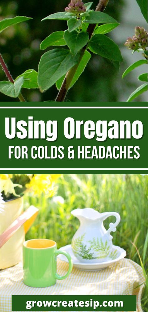 How To Use Oregano Oil As Antibiotic, Oregano For Cough, Oil Of Oregano For Colds, Oregano Tincture Recipe, How To Take Oregano Oil Internally, Oregano Oil Uses, Oregano Oil For Colds, Oregano Tea, Tea For Cough