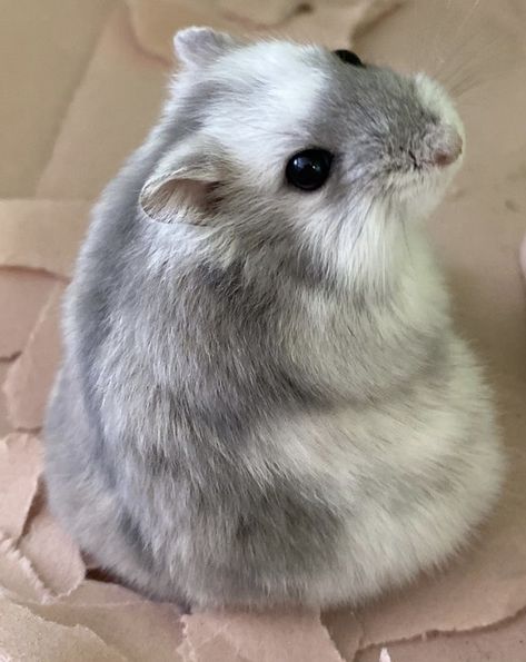 Gray Hamster, Hamsters Cute, Hamster Aesthetic, Winter White Hamster, Hamster Drawing, Pet Hamster, Baby Hamster, Funny Hamsters, Syrian Hamster