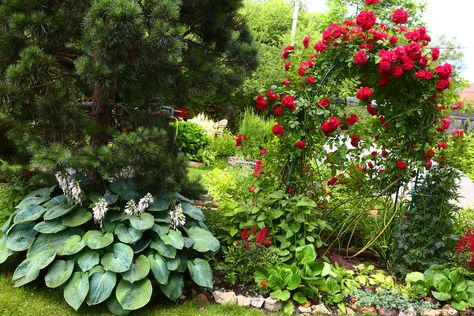 Landscaping Under Pine Trees, Tv Unit Wall, Front Garden Ideas, Hydrangea Landscaping, Hydrangea Varieties, Wild Geranium, Backyard Garden Diy, Creeping Phlox, Backyard Vegetable Gardens