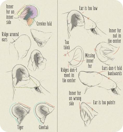 Feline Anatomy, Lion Ears, Body Draw, Draw Better, Simple Cat Drawing, Ear Anatomy, How To Draw Ears, Cat Drawing Tutorial, Cat Anatomy