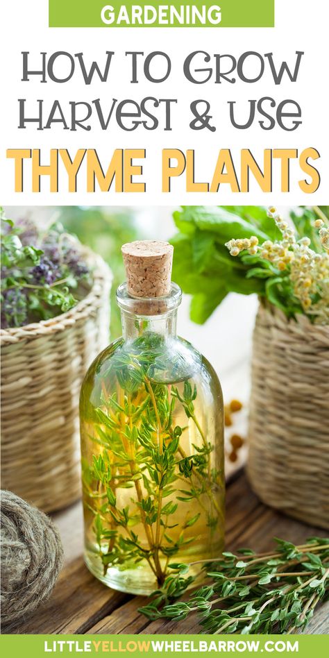 I love my little indoor herb garden, and thyme always has a place in it. Having fresh herbs on hand in the kitchen just takes food to the next level! Of course, sometimes you can find yourself with so much thyme on your hands you just don't know what to do with it. This guide will help you grow, harvest, and even use up all that extra thyme. You'll want to fill your whole vegetable garden with it! Well, not really, but you probably want to plant some before you run out of thyme! Preserving Fresh Thyme, What To Do With Lemon Thyme, Lemon Thyme Medicinal Uses, Lemon Thyme Uses, How To Use Fresh Thyme, What To Do With Thyme, What To Do With Fresh Thyme, Fresh Thyme Uses, What To Do With Fresh Herbs