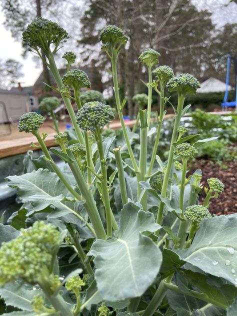 Broccoli Garden, How To Grow Broccoli, Grow Broccoli, Broccoli Plant, Growing Broccoli, Food Growing, Cabbage Worms, Frozen Green Beans, Types Of Fruit