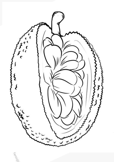 Jackfruit Drawing, Rose Outline Drawing, Basic Sketching, Rose Outline, Fruit Coloring Pages, Outline Images, Outline Drawing, Clipart Black And White, Outline Drawings