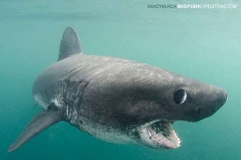 Shark Reaction, Salmon Shark, Deep Sea Life, Types Of Sharks, Shark Photos, Shark Pictures, Big Shark, Big Sea, Shark Diving