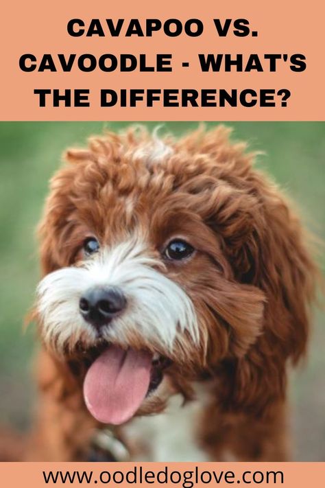 Find out the difference between a Cavapoo dog and a Cavoodle dog. We discuss in detail about this hybrid breed. Cavoodle Dog, Poodle Mix Breeds, Cavalier King Spaniel, Cavapoo Dogs, King Spaniel, Dog Breed Names, Dog Happy, Loyal Dogs, Purebred Dogs