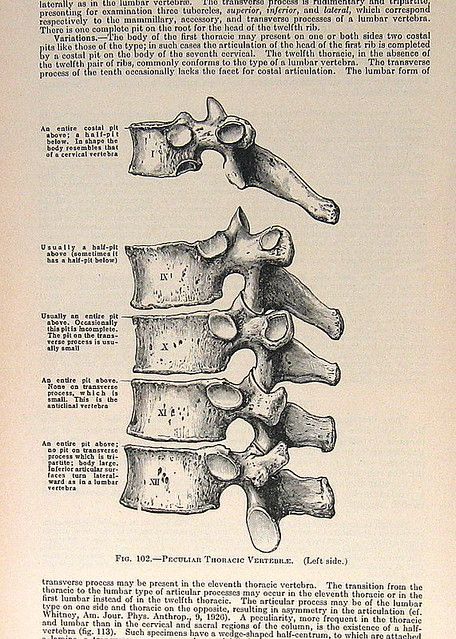 Body Adornment Jewellery, Vintage Medical Art, Human Body Proportions, Anatomical Drawings, Medical Drawings, Medical Journal, Medical Wallpaper, Human Anatomy Art, Medical Journals