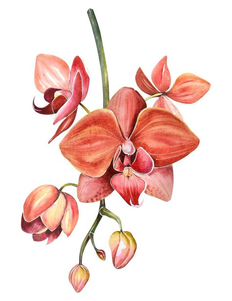 Orchid Illustration, Orchid Drawing, Orchids Painting, Orchid Tattoo, Botanical Flower Art, Botanical Painting, Botanical Drawings, Plant Art, Arte Floral