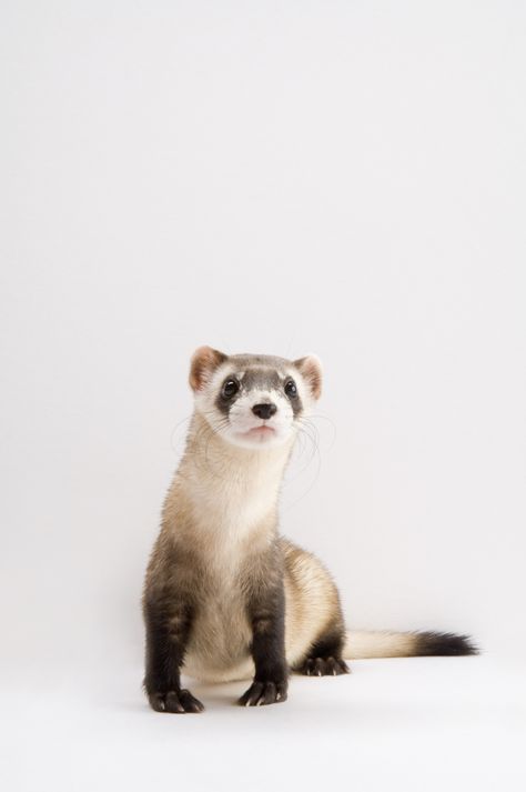 Ferret Photos, Animals Reference, Black Footed Ferret, Exotic Mammals, Joel Sartore, Cute Ferrets, Animal Reference, List Of Animals, Pet Fox