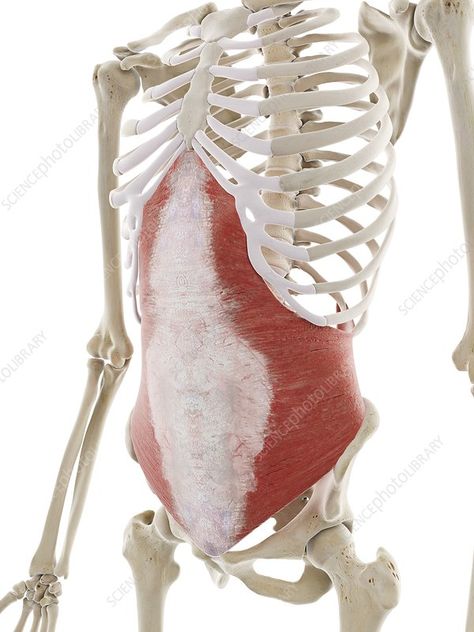 Transversus abdominis muscle, illustration - Stock Image - F029/7141 - Science Photo Library Muscle Illustration, Transversus Abdominis, Anatomy Medical, Pelvic Bone, Upper Abs, Pelvic Floor Dysfunction, Human Anatomy And Physiology, Human Anatomy Art, Brain Exercise