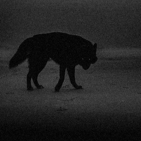 Wolf Walking, Werewolf Aesthetic, Black Wolf, A Wolf, Wolf Dog, Black Dog, Black Aesthetic, Dark Art, Dark Aesthetic